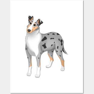 White, Blue Merle & Tan Smooth Collie Dog Posters and Art